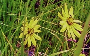Pikes Peak wildflower, Barr trail