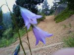 Pikes Peak wildflower, Barr Trail
